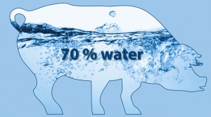 Вода — базовая составляющая организма свиней