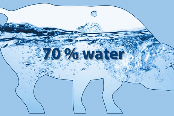 Вода — базовая составляющая организма свиней